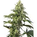 Cosmic Kiss (Sensi Seeds) feminizada