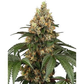 Chocolate Rainbow XXL (Sensi Seeds) feminizada