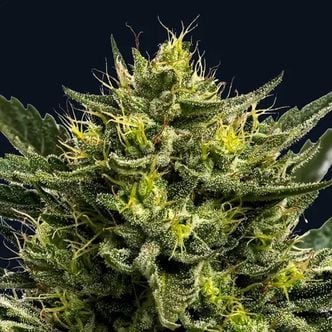 Wham Boom Auto (Anesia Seeds) feminizada