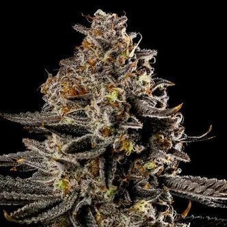 Smashberry Fumez Auto (Anesia Seeds) feminizada