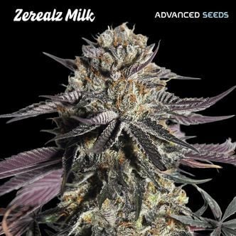 Zerealz Milk (Advanced Seeds) feminizada