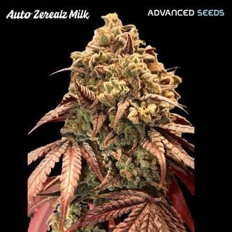 Auto Zerealz Milk (Advanced Seeds) feminizada