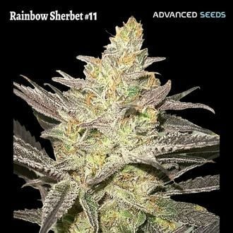 Rainbow Sherbet #11 (Advanced Seeds) feminizada