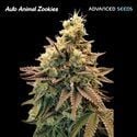 Auto Animal Zookies (Advanced Seeds) feminizada