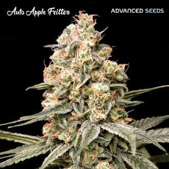 Auto Apple Fritter (Advanced Seeds) feminizada