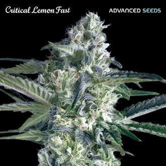 Critical Lemon Fast (Advanced Seeds) feminizada