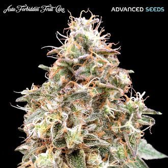 Auto Forbidden Fruit Cake (Advanced Seeds) feminizada