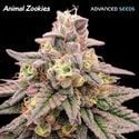 Animal Zookies (Advanced Seeds) feminizada