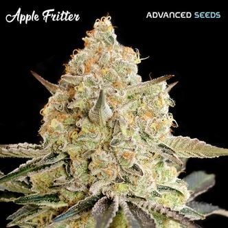 Apple Fritter (Advanced Seeds) feminizada