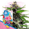 Pack Club Tropicana - Variedades autoflorecientes