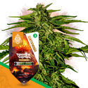 Pack Super THC - Semillas de híbridos F1