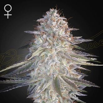 Super Lemon Haze x Pink Candy (Greenhouse Seeds) feminizada