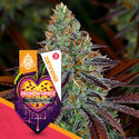 Passion Fruitz Automatic (Zamnesia Seeds) feminizada