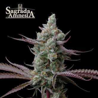 Sagrada Amnesia (Seedstockers) feminizada