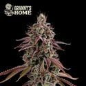 Granny’s Home (Seedstockers) feminizada