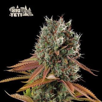 Big Yeti (Seedstockers) feminizada