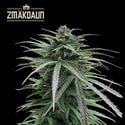 Zmäkdaun (Seedstockers) feminizada