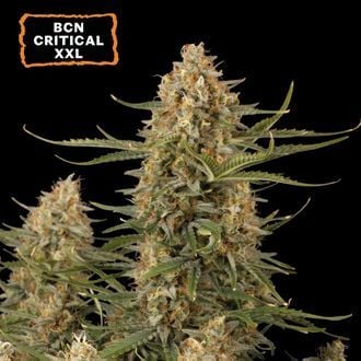 BCN Critical XXL (Seedstockers) feminizada