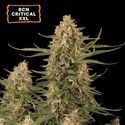 BCN Critical XXL (Seedstockers) feminizada