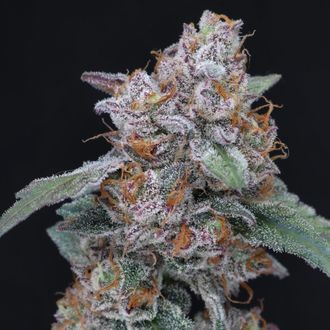 SherBacio OG Auto (Pure Instinto) feminizada