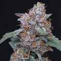 SherBacio OG Auto (Pure Instinto) feminizada