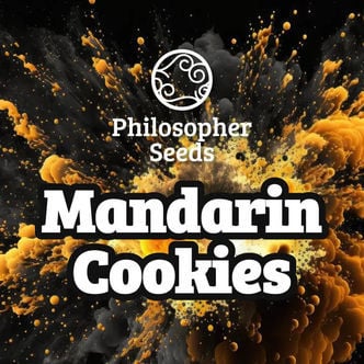 Mandarin Cookies (Philosopher Seeds) feminizada