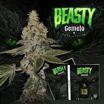 Beasty (T.H.Seeds™) feminizada