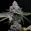 Apple Fritter (Barney's Farm) Feminized