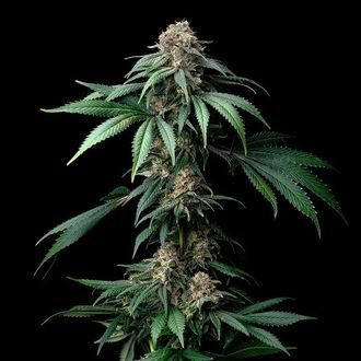 Mendo Breath (Barney's Farm) feminizada