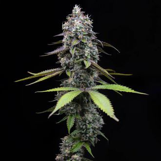 Zoap (Barney's Farm) feminizada