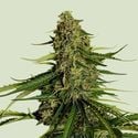 Gaia F1 Auto (Royal Queen Seeds) feminizada