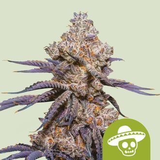 Mexican Rush Auto (Royal Queen Seeds) feminizada