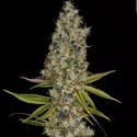 Rainbow Road (Paradise Seeds) feminizada
