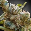 CBDrelax (Paradise Seeds) feminizada