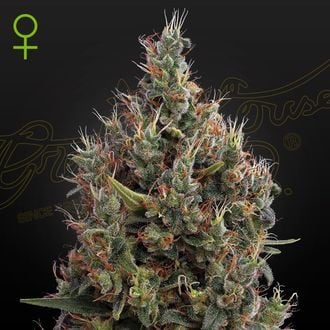 Big Bang Autoflowering (Greenhouse Seeds) feminizada