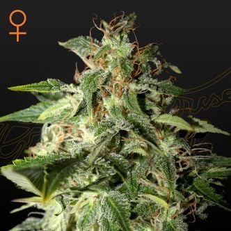 Afgooey (Strain Hunters) feminizada