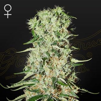 Damnesia (Strain Hunters) feminizada