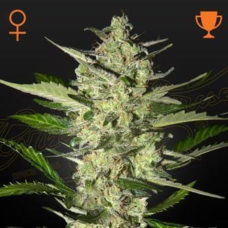 Flowerbomb Kush (Strain Hunters) feminizada