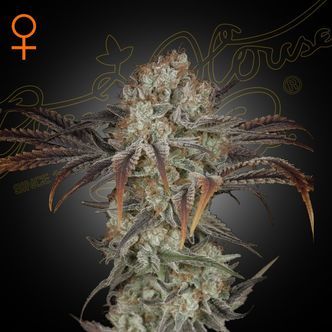 Money Maker (Strain Hunters) feminizada