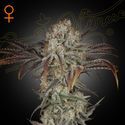 Money Maker (Strain Hunters) feminizada