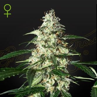 Skunk Autoflowering (Strain Hunters) feminizada