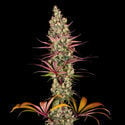 Blue Dream (Zamnesia Seeds) feminizada