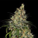 Blue Dream (Zamnesia Seeds) feminizada