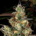 Blue Dream (Zamnesia Seeds) feminizada