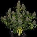 Choco Haze (Zamnesia Seeds) feminizada