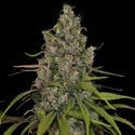 Choco Haze (Zamnesia Seeds) feminizada