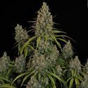 Choco Haze (Zamnesia Seeds) feminizada