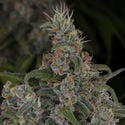 Choco Haze (Zamnesia Seeds) feminizada