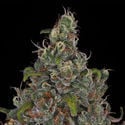 Choco Haze (Zamnesia Seeds) feminizada