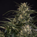 Northern Lights Automatic (Zamnesia Seeds) feminizada